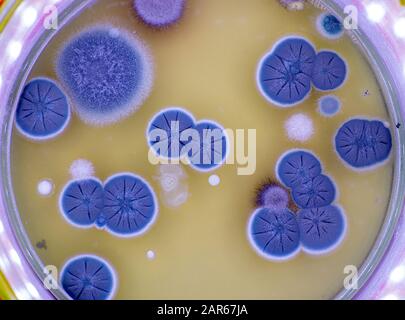 Mold fungal colonies on spoiled food Stock Photo