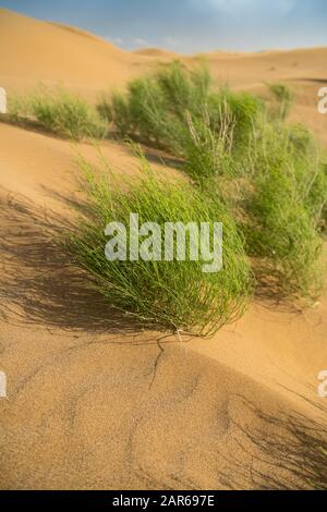 Small shrub in the desert, Dash-e Lut, Iran. Stock Photo