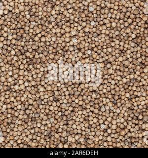Close up of dried coriander seeds background Stock Photo