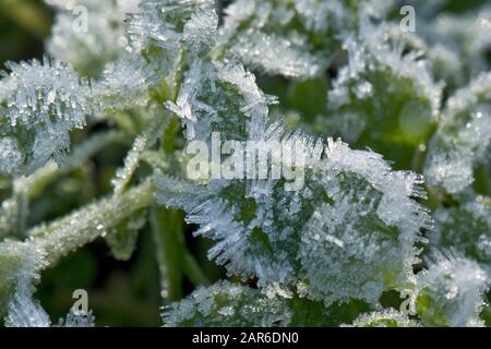 Long crystals of rime or hoar frost forning on the surface of small herbaceous plants on a cold frost morning in January, Berkshire Stock Photo