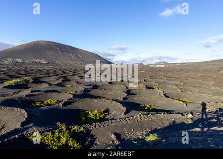 Viniculture in region La Geria on canary island Lanzarote: Vine planted in round cones in the volcanic ash surrounded with lava walls Stock Photo
