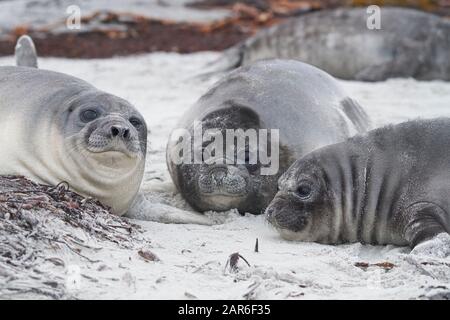 Southern Elephant Seal pups (Mirounga leonina) on the coast of Sea Lion Island in the Falkland Islands. Stock Photo