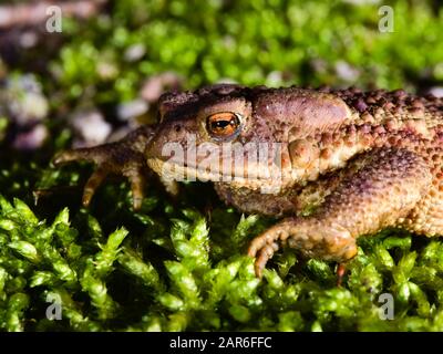 Male specimen of the Italian agile frog (Rana latastei) during the breeding season at the end of the winter Stock Photo