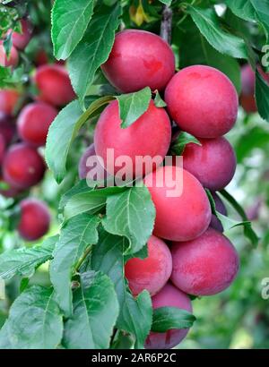 close-up of ripe plums on a tree branch in the orchard, vertical composition Stock Photo