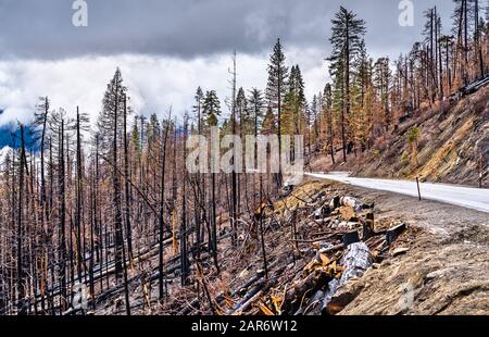 Burned down forest in Yosemite National Park, California Stock Photo