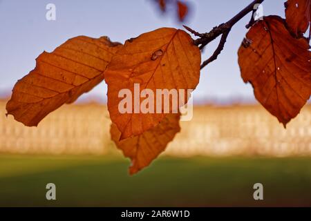 Bath in glorious Autumn colours Stock Photo
