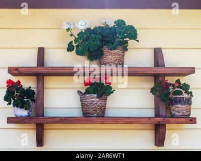Pots of flowers stand on shelves hanging on a wooden wall Stock Photo