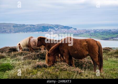 Wild Welsh Mountain Ponies and foal feeding in heather on Conwy Mountain above North Wales coast with view to Llandudno beyond. northern Snowdonia UK Stock Photo
