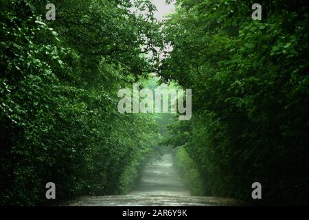 Trees' crowns creating a natural tunnel over a country road in Romania Stock Photo