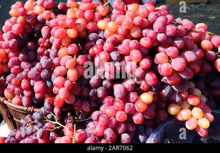 Bunch of ripe red grapes in the sunlight Stock Photo