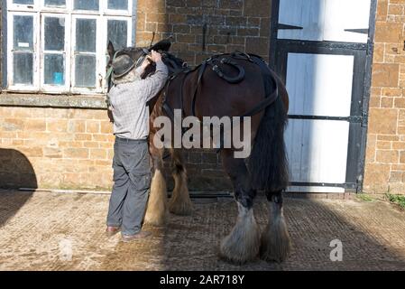 Drayman, Roger Hughes adds the harness to one of the two Shire horses at the family owned Hooks Norton Brewery founded in 1849, in the village of Hook Stock Photo