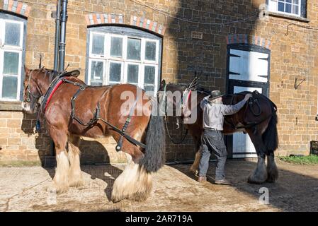 Drayman, Roger Hughes adds the harness to one of the two Shire horses at the family owned Hooks Norton Brewery founded in 1849, in the village of Hook Stock Photo