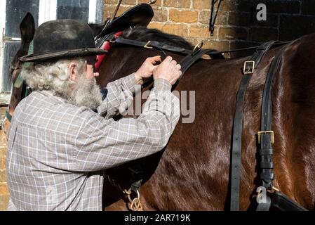 Drayman, Roger Hughes adds the harness to one of the two Shire horses at the family owned Hooks Norton Brewery founded in 1849, in the village of Hook Stock Photo