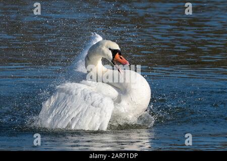 Mute swan (Cygnus olor) cob bathing in a lake, Gloucestershire, UK, December. Stock Photo