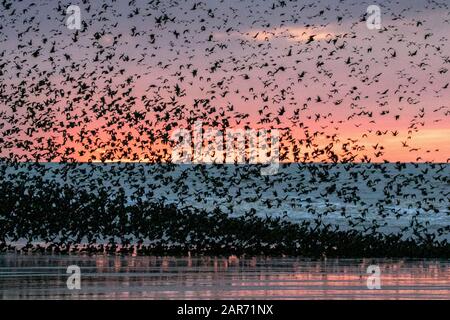 Blackpool, Lancashire, UK. 26th Jan, 2020. The last waltz before bed for the thousands of Starlings looking to roost for the night under the cast iron stanchions of Blackpool's famous North Pier in Lancashire. Credit: Cernan Elias/Alamy Live News Stock Photo
