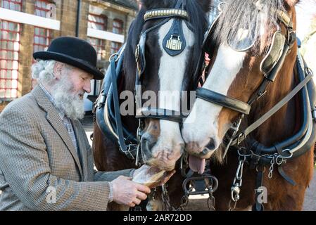 It is a custom as Drayman, Roger Hughes gives the pair of Shire horses to share a pint of beer before making a local delivery at the family owned Hook Stock Photo