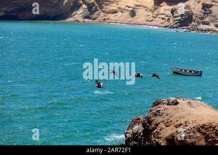 A group of pelicans flying over the bay at Paracas National Reserve, Peru. Rocks, boat. Stock Photo