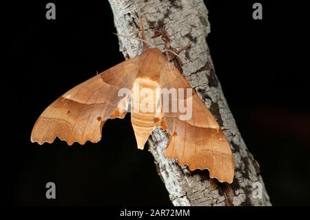 The Oak Hawk-moth Stock Photo