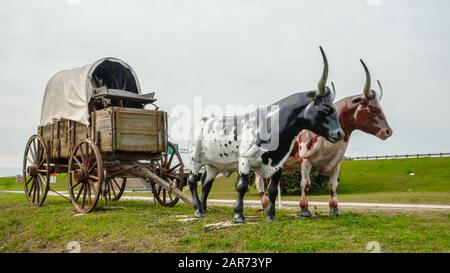 Georgetown, Tx - Replica of American pioneer covered wagon with pair of longhorn cattle used to pull the wagon. Stock Photo