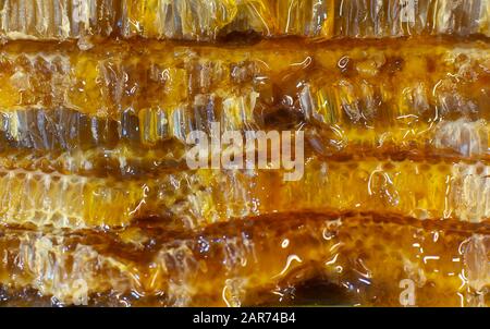 Fresh honey splash dripping from bee honeycomb. Honeycomb slices. Side view Stock Photo