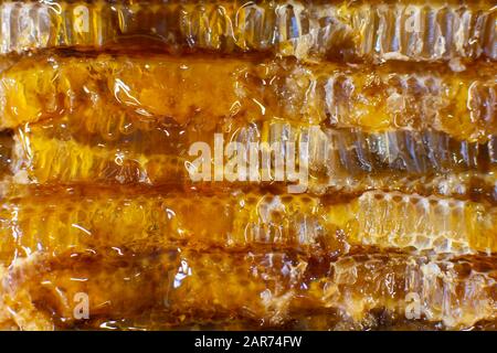 Fresh honey splash dripping from bee honeycomb. Honeycomb slices. Side view Stock Photo