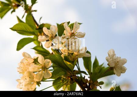 Background blooming beautiful white cherries in raindrops on a sunny day in early spring close up Stock Photo