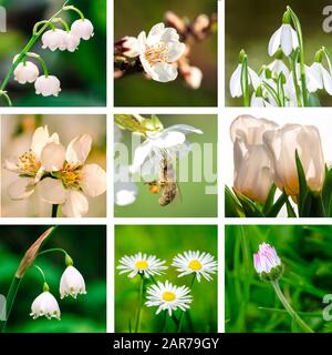 spring collage from white flowers Stock Photo