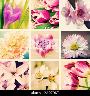spring collage from pink flowers Stock Photo