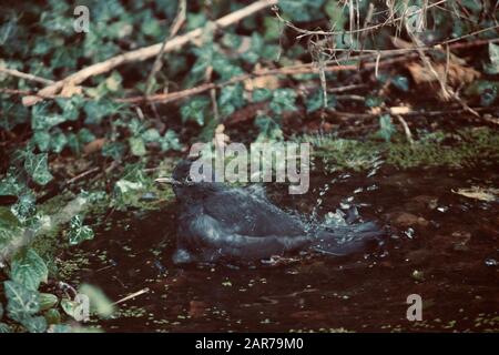 Blackbird bathing in overgrown pond, Wales Stock Photo