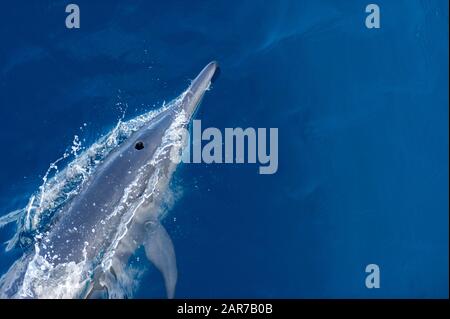 A Bottle Nose Dolphin Surface in the Open Sea Stock Photo