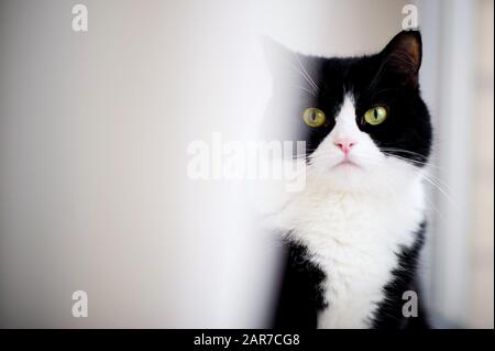 a black cat with a white face partially peeks out from behind the curtain. copy space Stock Photo