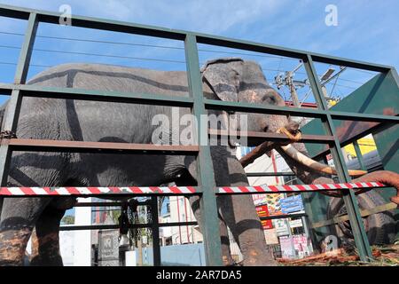 An Indian elephant being transported through Colombo, Sri Lanka in an open backed lorry. Possibly to a local festival or event. Stock Photo