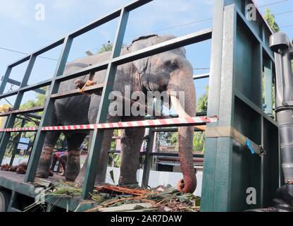 An Indian elephant being transported through Colombo, Sri Lanka in an open backed lorry. Possibly to a local festival or event. Stock Photo