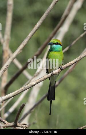 Green Bee Eater - Merops Orientalis Stock Photo