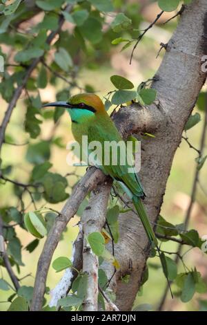 Green Bee Eater - Merops Orientalis Stock Photo