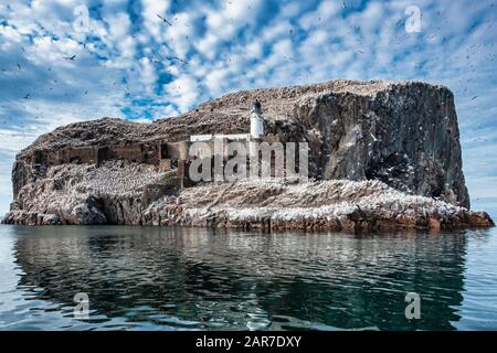 The Bass Rock in The Firth of Forth near North Berwick East Lothian Scotland UK Stock Photo