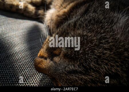 super macro cat photography, funny cat close up macro image Stock Photo