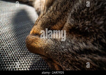 super macro cat photography, funny cat close up macro image Stock Photo