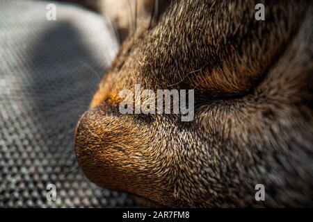 super macro cat photography, funny cat close up macro image Stock Photo