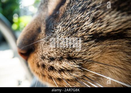 super macro cat photography, funny cat close up macro image Stock Photo