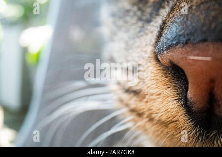 super macro cat photography, funny cat close up macro image Stock Photo