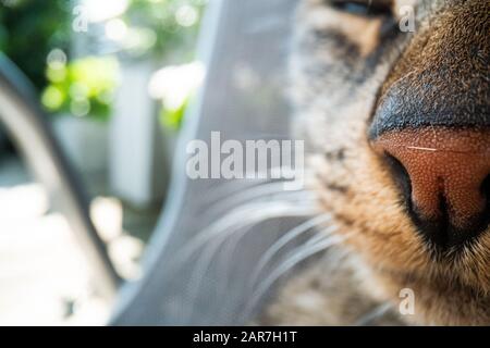 super macro cat photography, funny cat close up macro image Stock Photo