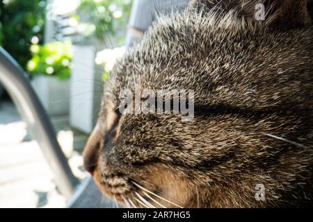 super macro cat photography, funny cat close up macro image Stock Photo