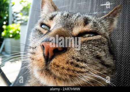 super macro cat photography, funny cat close up macro image Stock Photo