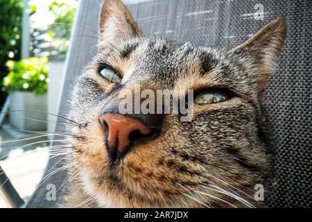 super macro cat photography, funny cat close up macro image Stock Photo