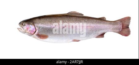 Salmon fish isolated on white background. Rainbow trout.  Fresh wild salmon. Fresh whole salmon. Stock Photo