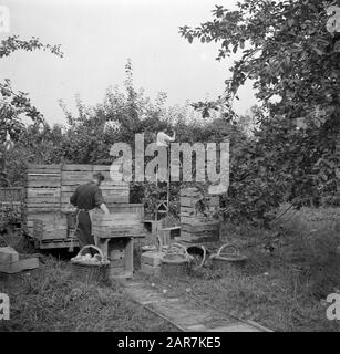 Reportage Olmenhorst  Picking of apples at nursery de Olmenhorst in Abbenes Date: October 3, 1946 Location: Abbenes Keywords: fruit trees, fruit nurseries, chests, ladders, baskets, employees Stock Photo