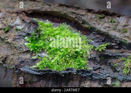 Dicranella heteromalla moss growing on the branch in the forest Stock Photo