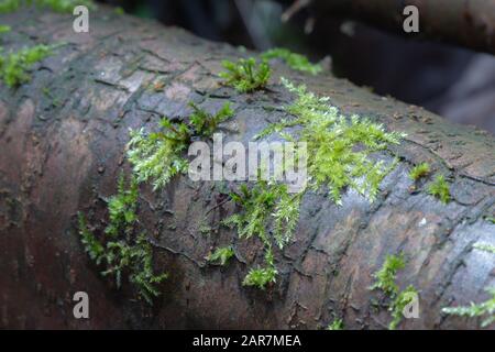 Dicranella heteromalla moss growing on the branch in the forest Stock Photo