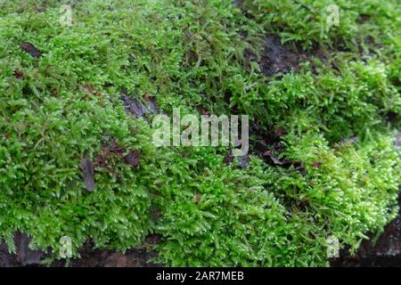 Dicranella heteromalla moss growing on the tree in the forest Stock Photo